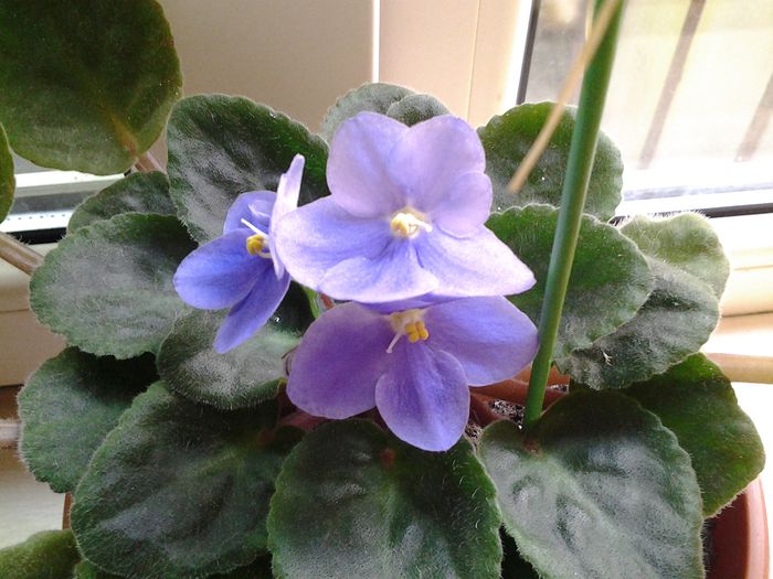 20140702_093143 - iulie 2014