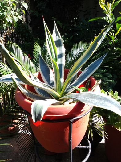 agava picta - iulie 2014