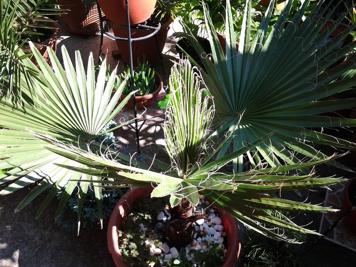 palmier - iulie 2014