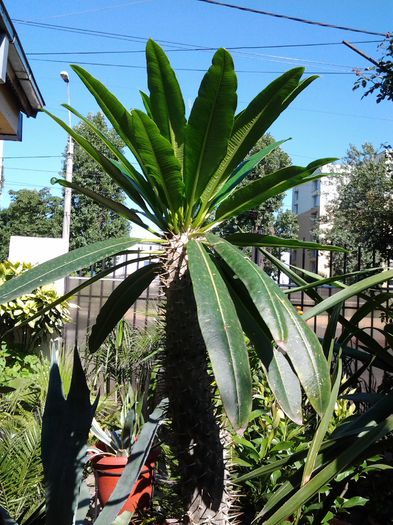 cactusul palmier