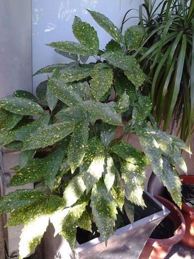 aucuba pui - iulie 2014