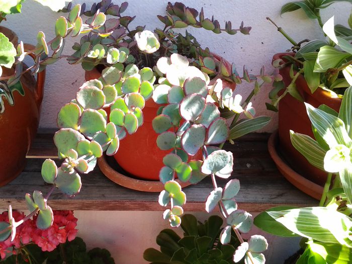 20140702_094440 - iulie 2014