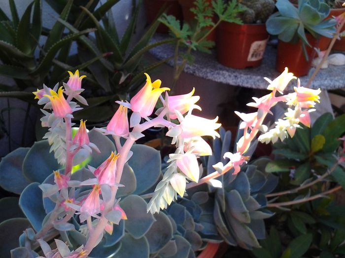 20140702_094458 - iulie 2014