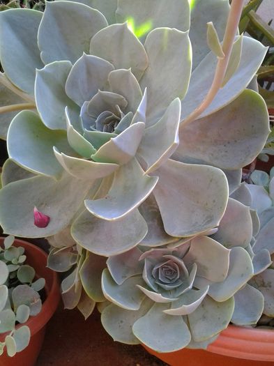 20140702_094513 - iulie 2014