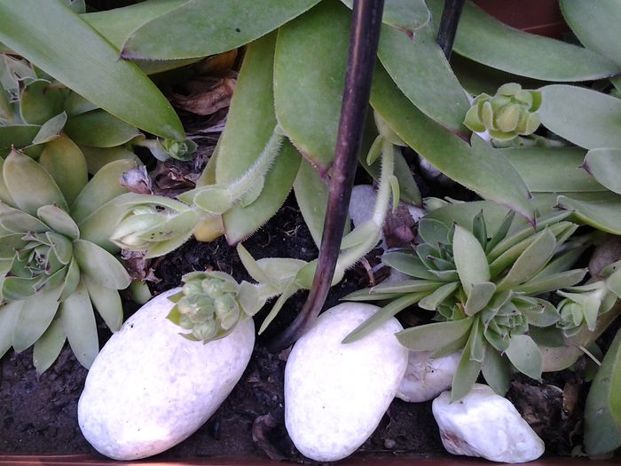 20140702_093916 - iulie 2014