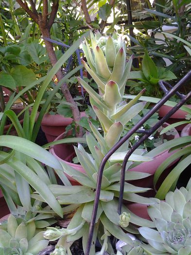 20140702_093853 - iulie 2014