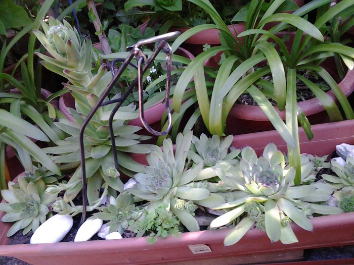 20140702_093900 - iulie 2014