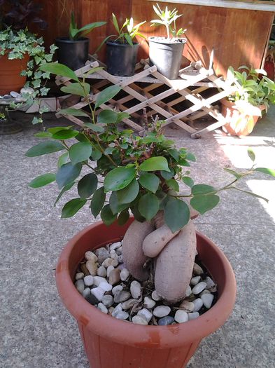 bonsai ficus - iulie 2014