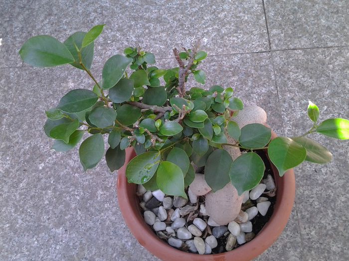 bonsai ficus - iulie 2014