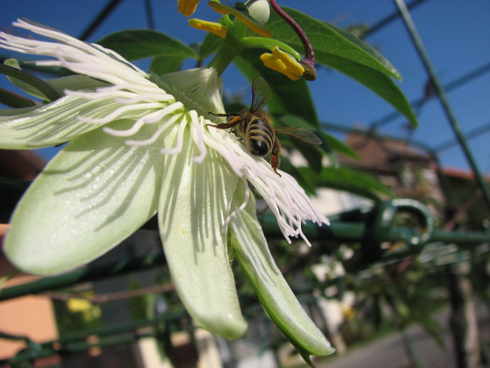 IMG_2461 - Pasiflora Eliota 2014