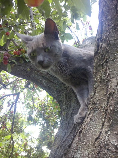 075 - 2a_tory-micuta bichon