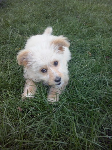 078 - 2a_tory-micuta bichon