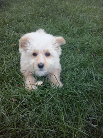 079 - 2a_tory-micuta bichon