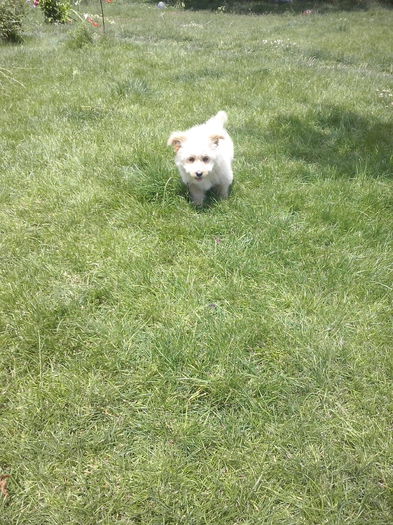 082 - 2a_tory-micuta bichon