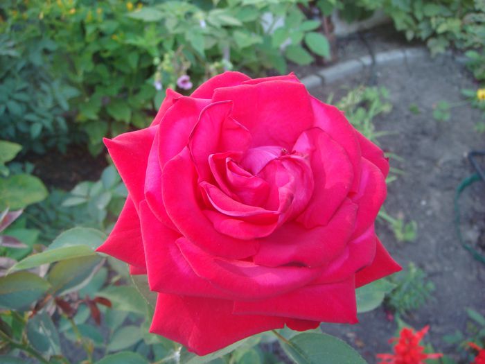 Chrysler Imperial, iulie 12, 2013