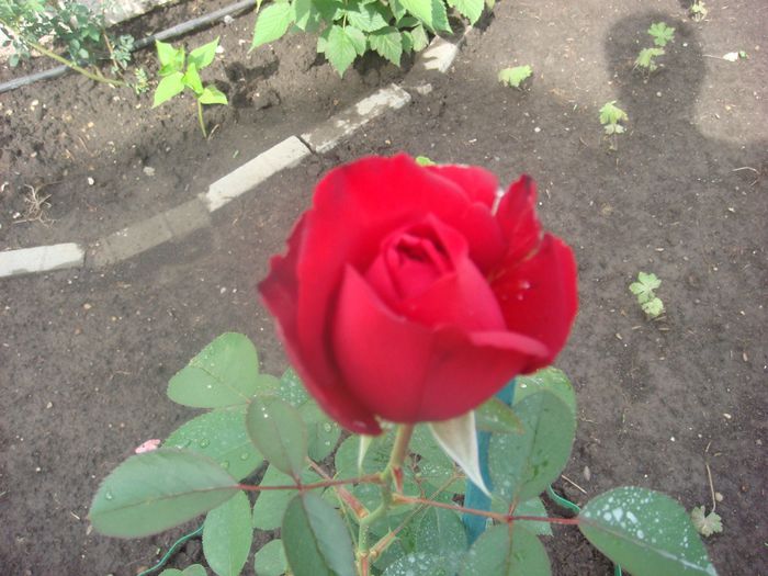 Chrysler Imperial, iunie 8, 2013