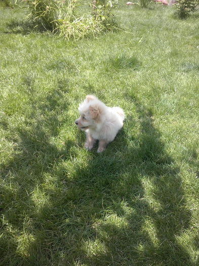 085 - 2a_tory-micuta bichon