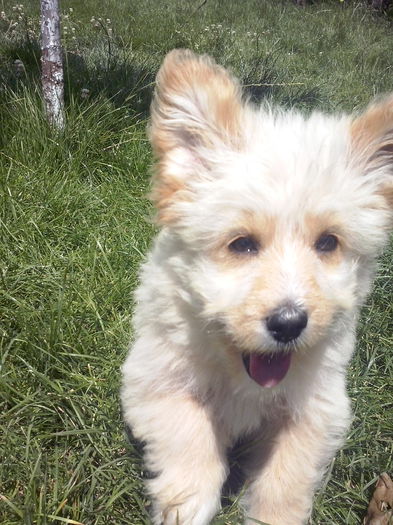 091 - 2a_tory-micuta bichon