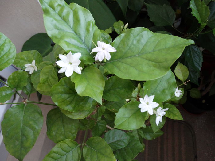 DSC00739 - Jasminum