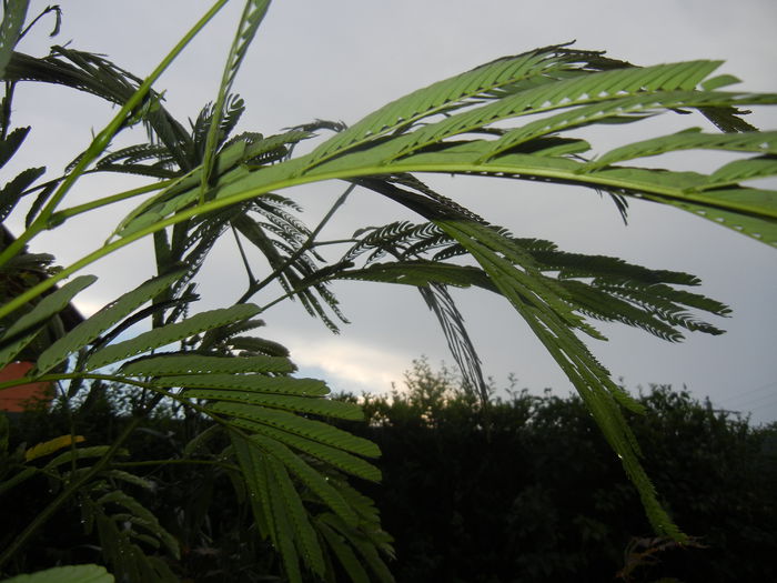 Albizia julibrissin_Silk Tree (2014, Jun.23) - Albizia julibrissin_Silk Tree