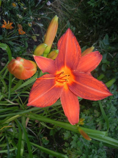 Hemerocallis Red (2014, June 25)