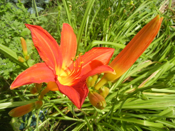 Hemerocallis Red (2014, June 25)