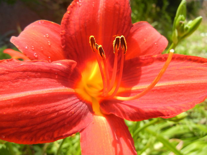 Hemerocallis Red (2014, June 28) - Hemerocallis Red