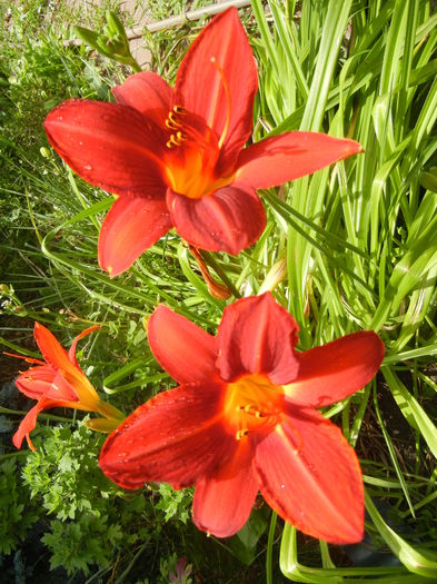 Hemerocallis Red (2014, June 28)