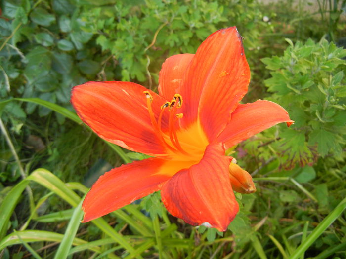 Hemerocallis Red (2014, July 01) - Hemerocallis Red