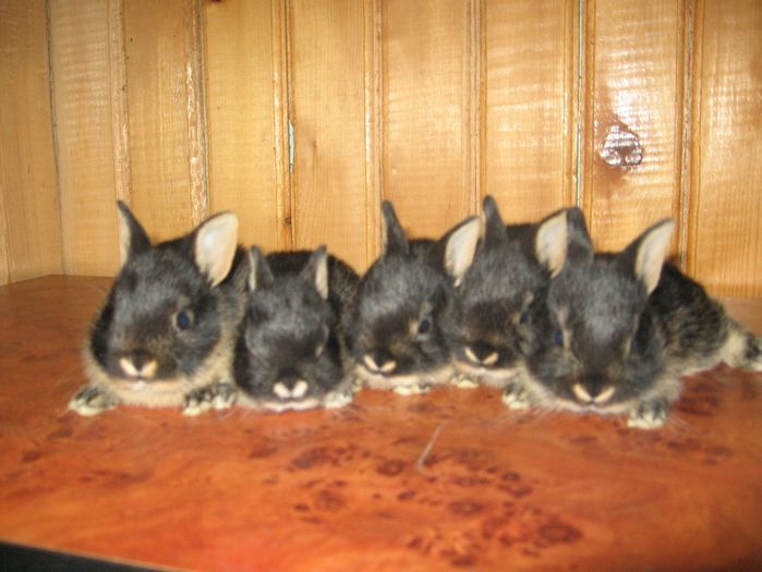 12345 - 5 BLACK TAN Netherland Dwarf - Lohkaninchen