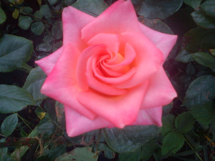 Konigin der Rosen