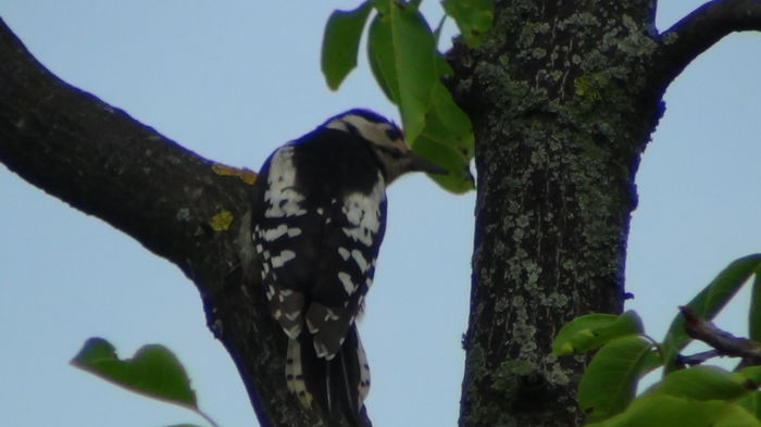 camuflata, neastamparata, cioc-cioc si pleaca