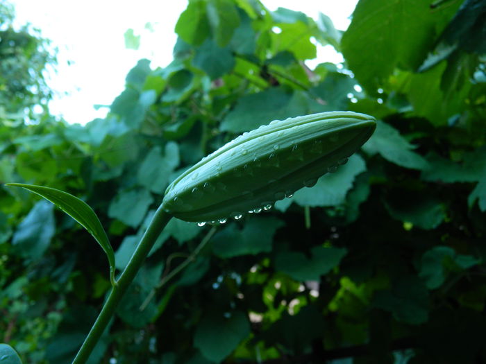DSCN9642 - IULIE_2014