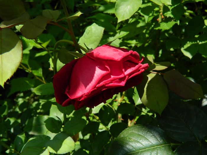 DSCN9745 - IULIE_2014