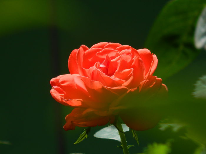 DSCN9746