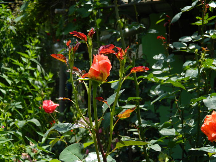 DSCN9748 - IULIE_2014