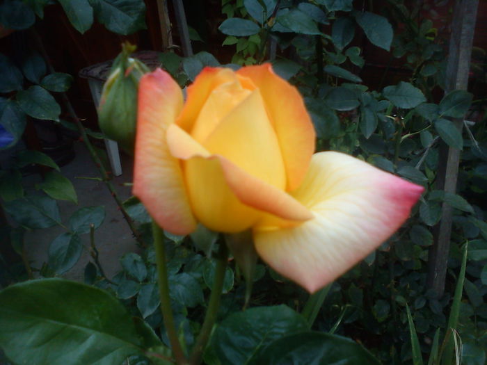 DSC09970