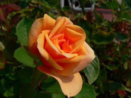 trandafir_portocaliu