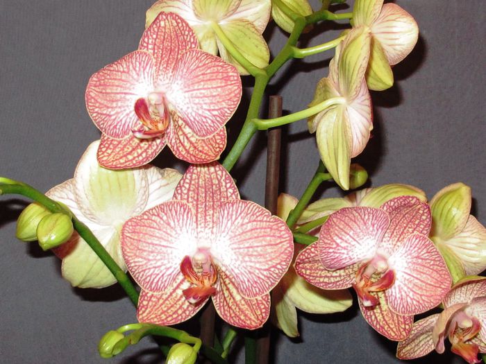 IMG_2526 - Phalaenopsis
