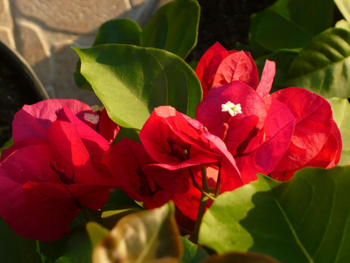 P1060841 - bouga Don Mario