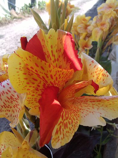 PHOTO_20140702_174206indisponibil - canna indica la ghiveci 2016