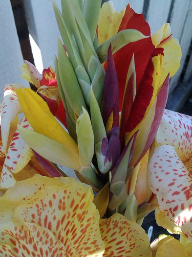 PHOTO_20140702_174423 - canna indica la ghiveci 2016