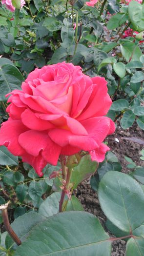 DSC_0397 - TRANDAFIRI 2014 II