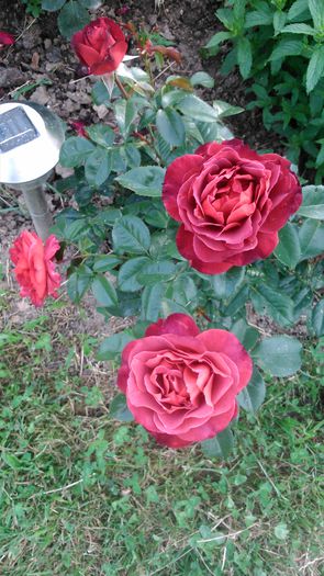 DSC_0404 - TRANDAFIRI 2014 II