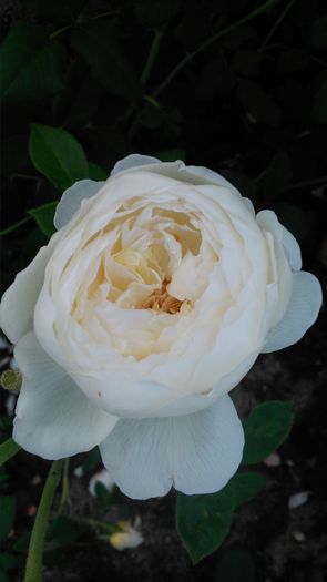 DSC_0409 - TRANDAFIRI 2014 II