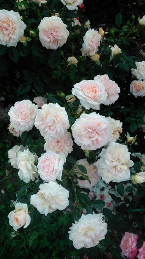 DSC_0411 - TRANDAFIRI 2014 II