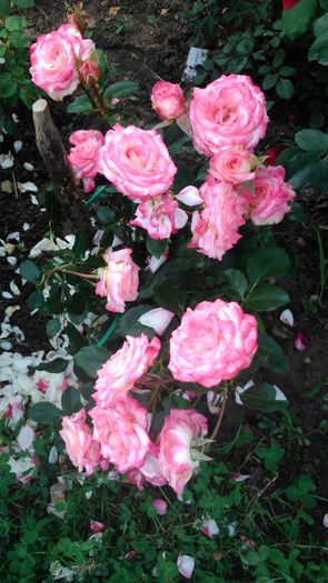 DSC_0412 - TRANDAFIRI 2014 II