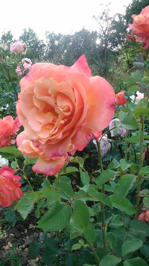 DSC_0413 - TRANDAFIRI 2014 II