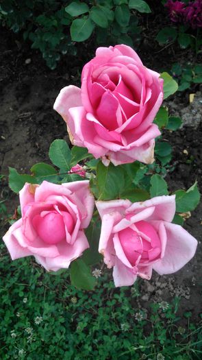 DSC_0414 - TRANDAFIRI 2014 II