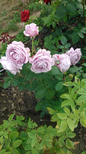 DSC_0415 - TRANDAFIRI 2014 II